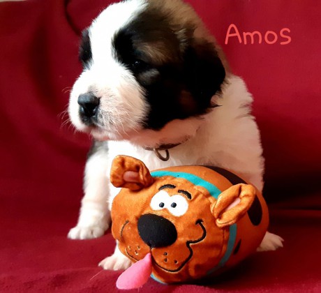Amos2